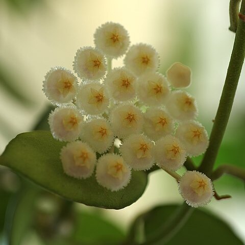 Hoya lacunosa unspecified picture