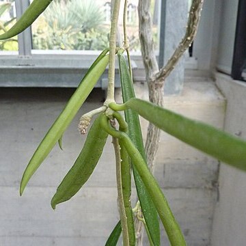 Hoya longifolia unspecified picture