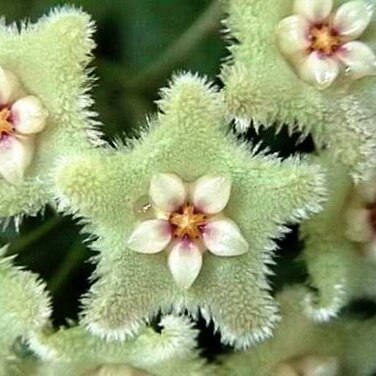 Hoya serpens unspecified picture