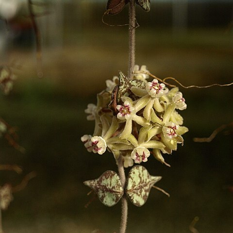 Hoya curtisii unspecified picture