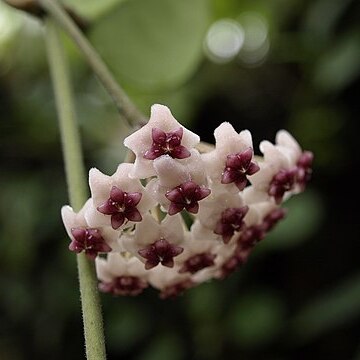 Hoya obovata unspecified picture