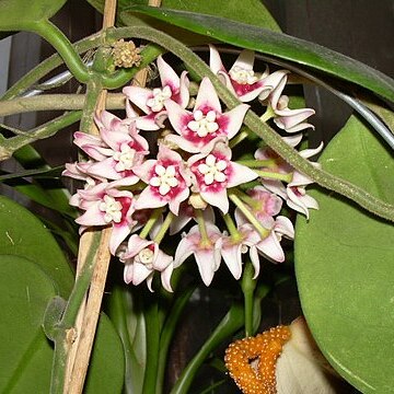 Hoya calycina unspecified picture