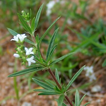 Houstonia unspecified picture