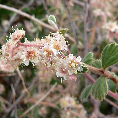 Holodiscus microphyllus unspecified picture