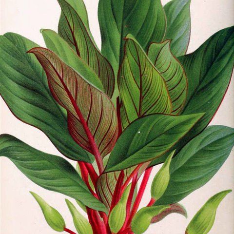 Homalomena insignis unspecified picture