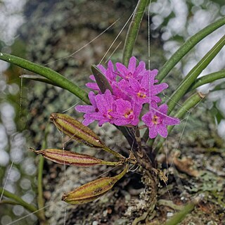 Holcoglossum pumilum unspecified picture