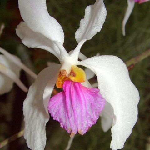 Holcoglossum unspecified picture