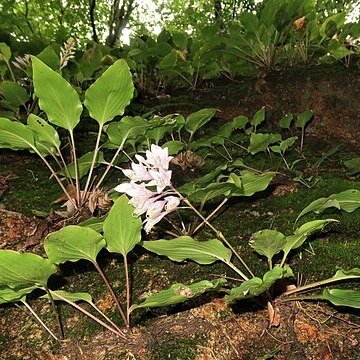 Hosta longipes unspecified picture