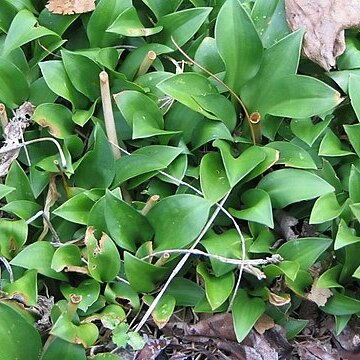 Hosta venusta unspecified picture