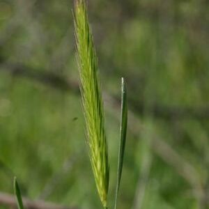 Hordeum brachyantherum unspecified picture