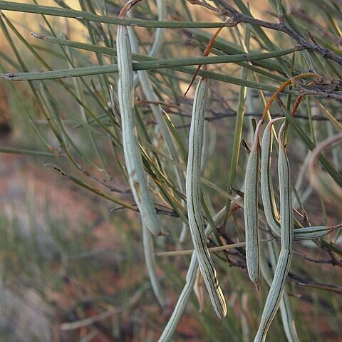 Acacia ramulosa unspecified picture