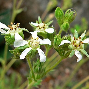 Horkelia clevelandii unspecified picture