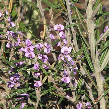 Hovea pannosa unspecified picture