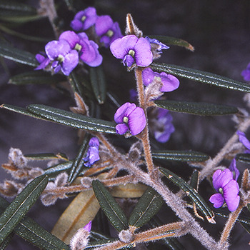 Hovea purpurea unspecified picture