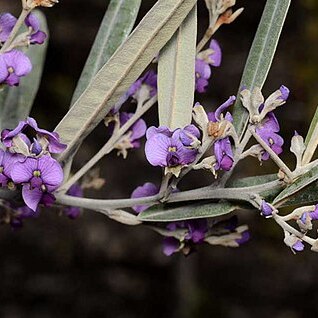 Hovea apiculata unspecified picture