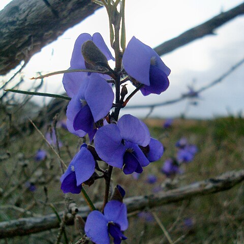 Hovea trisperma unspecified picture