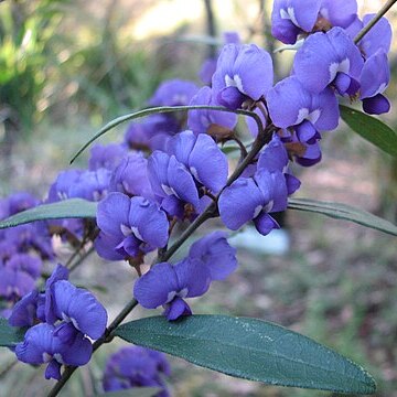 Hovea elliptica unspecified picture