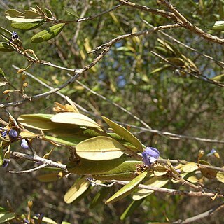 Hovea longipes unspecified picture