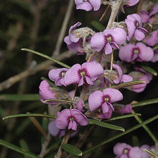 Hovea rosmarinifolia unspecified picture