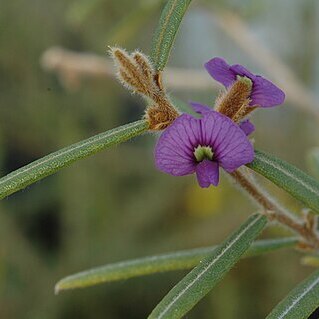 Hovea speciosa unspecified picture