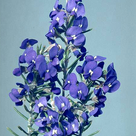 Hovea stricta unspecified picture