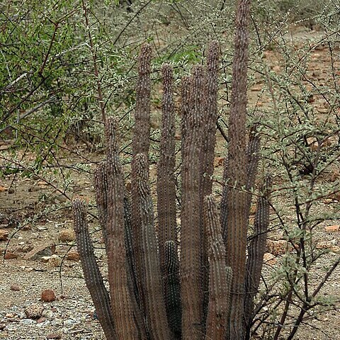 Hoodia parviflora unspecified picture