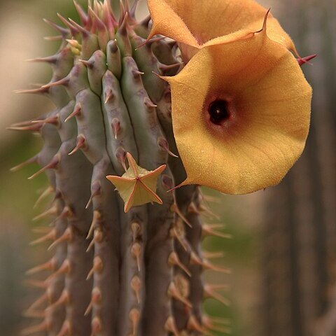 Hoodia parviflora unspecified picture