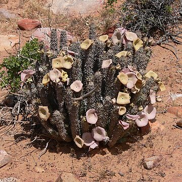 Hoodia unspecified picture