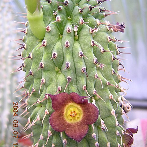 Hoodia officinalis unspecified picture