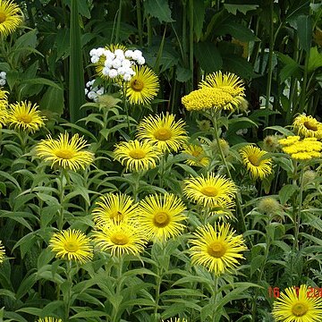 Inula hookeri unspecified picture