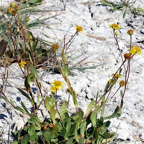 Inula tuzgoluensis unspecified picture