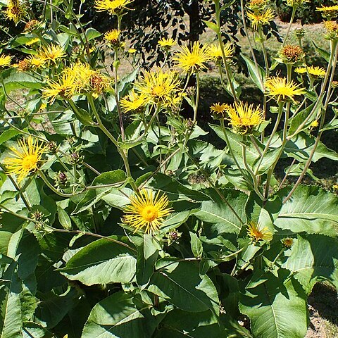 Inula macrocephala unspecified picture