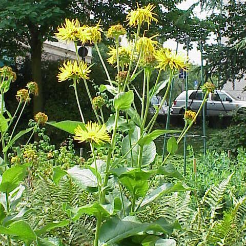 Inula magnifica unspecified picture