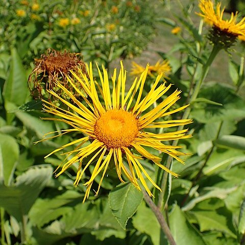 Inula royleana unspecified picture