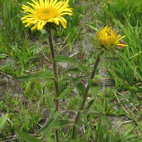 Inula ciliaris unspecified picture