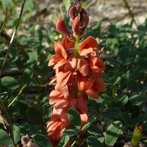 Indigofera procumbens unspecified picture