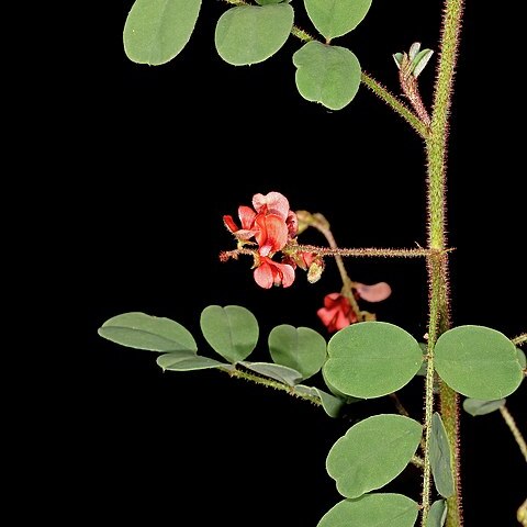 Indigofera adenoides unspecified picture