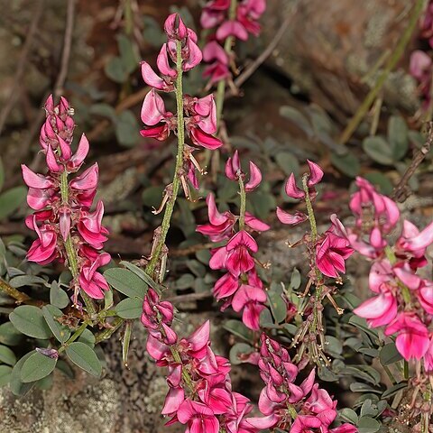 Indigofera amoena unspecified picture