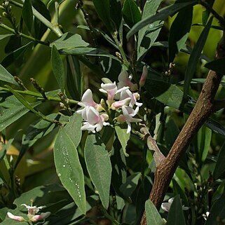 Indigofera ammoxylum unspecified picture