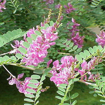 Indigofera unspecified picture