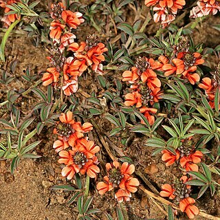 Indigofera torulosa unspecified picture