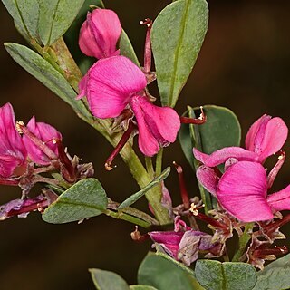 Indigofera denudata unspecified picture