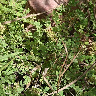 Indigofera macrocalyx unspecified picture