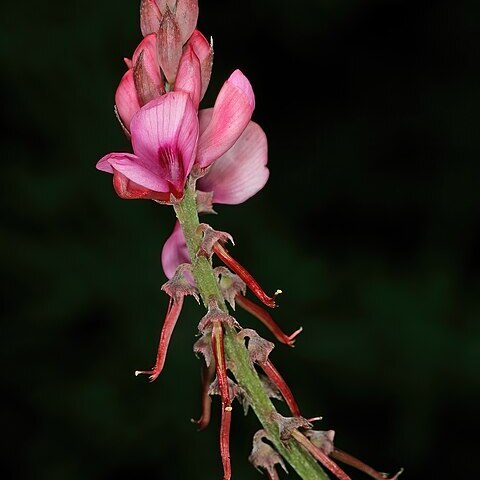 Indigofera venusta unspecified picture