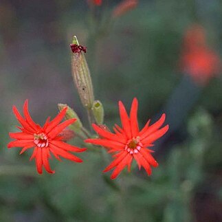 Silene rotundifolia unspecified picture