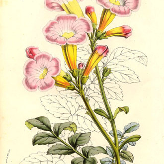 Incarvillea unspecified picture