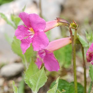 Incarvillea mairei unspecified picture