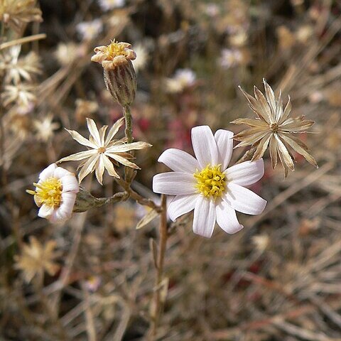 Ionactis caelestis unspecified picture