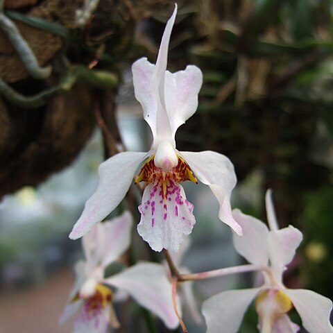 Holcoglossum wangii unspecified picture