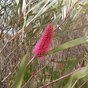 Hakea francisiana unspecified picture